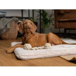 TrendPet Harmony Gefütterte Liegedecke Creme XS -Hundebedarf 16d89d87d7ea353d40421c101dea03063d38147b 1390614 de DE e02eacb4a58d50f498ba4ed891533e15443f8cabQRnmWy