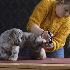 Moser Schermaschine REX MINI 9 Moser Schermaschine REX MINI -Hundebedarf 26311403a9d7b70c3de3d6d478c9b7979d52d818 8d6659a959561a0e293ec7332a89fd631110efed