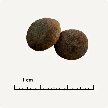 SELECT GOLD Sensitive Maxi Junior Lamm/Lachs/Kartoffel 4 Kg 8 SELECT GOLD Sensitive Maxi Junior Lamm/Lachs/Kartoffel 4 Kg – Bild 6