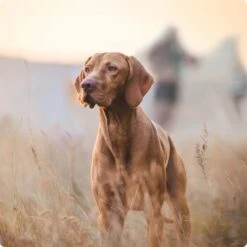 REAL NATURE Adult Pouches 6x300g Hirsch & Huhn -Hundebedarf 2a7e6cb20be89e03efc3fb044f52385d1267f3cd 1314110 de DE Real Nature Original Dog bild 3