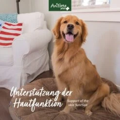 Aniforte Plus Fell & Haut 90 Tabletten 11 Aniforte Plus Fell & Haut 90 Tabletten -Hundebedarf 2da2ea83fa248e92ee9acfd2e3f8568c55dcdb31 1455931 de DE 239615c2b00859b7d44aacff60b7aa3d2786ca900XTwAq