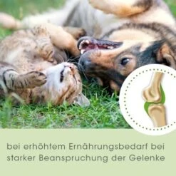ArthroGreen Classic 25 G -Hundebedarf 2e9521d51a9178b8c8cf59950b8cb690c6c7f5a4 1302255 de DE 0c8779fd0cafd57cfe8da512aa610cd2d8e66779j9ZBJy