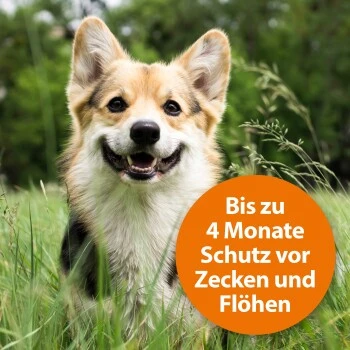 Ardap Zecken- & Floh-Halsband Für Hunde M 5 Ardap Zecken- & Floh-Halsband Für Hunde M – Bild 3