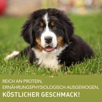 ACANA Puppy Large Breed 11,4kg 6 ACANA Puppy Large Breed 11,4kg – Bild 4