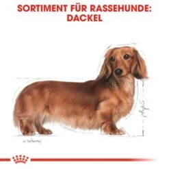 ROYAL CANIN Dachshund Adult Mousse 12x85g 12 ROYAL CANIN Dachshund Adult Mousse 12x85g -Hundebedarf 3e00f9d2a998881197cc4978220ea135ca47c0c1 eeff6dbc0deb1a69304ddefd8bd28703b98639ef