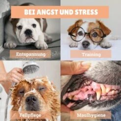 BeG Buddy [2-er] Leckmatte Für Hunde / Katzen, Schleckmatte Mit Saugnäpfen -Hundebedarf 4a9b8a291baf5e718e0f4039d5ac92c5afd61fba 1457253 de DE d924f0bb8e68101ebbb22782b82d5b2a367631bd9eQU5p