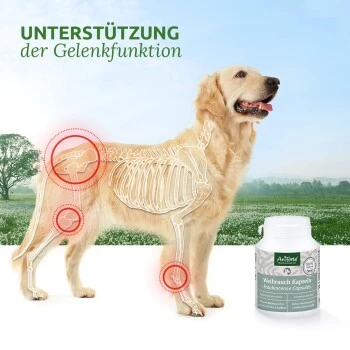 Aniforte Weihrauch Kapseln 100 Stück 4 Aniforte Weihrauch Kapseln 100 Stück – Bild 2