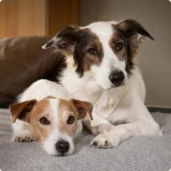 SELECT GOLD Sensitive Adult Mixpaket 6x800g Mixpaket 1 -Hundebedarf 6abb6915af23c615d0cf74853b0a3bb663e7931c 1096086 de DE 4 Select Gold Dog 10