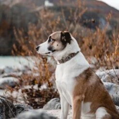 THE DOG IDEA Boho-Chic Halsband Mokka L -Hundebedarf 6b49a99aa143d54502c8eb3ec2408952c563ffa4 1485274 de DE 1df4c97abf7367170a94b9b3059f319b00fb78f7T5UAow