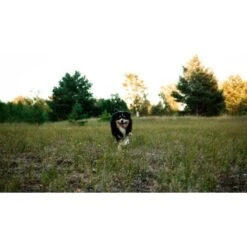 Mammaly Immu Push 110g -Hundebedarf 6e1addc1ae263ee1f16a02c5ac24fd2a4aba0889 1472893 6