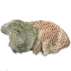 ProCani Buy Nature Pansen Grün 16x500 G -Hundebedarf 71a8a83dd756fbb16781bf6cc22fc4476cf3d110 1408847 de DE Pansen Napf Aufsicht 2