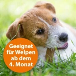Ardap Zecken- & Floh-Halsband Für Hunde M 17 Ardap Zecken- & Floh-Halsband Für Hunde M -Hundebedarf 8c7780054977f67bacc151139c6a423e7b9598d5 1221081 de DE eaa998d5d9a4dddabb20499675a876ce02b34af5kOh2o6