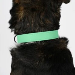 THE DOG IDEA Biothane Halsband Mint Mint S -Hundebedarf 8d1a5f805460d30b5764d835ccc7075c7a97e817 1679174 de DE e9d0d70e6fbe2729d1d5025777841e5f97dcbb26MSdywL