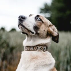 THE DOG IDEA Boho-Chic Halsband Mokka L -Hundebedarf 8f74ea3d739601b79e563fdb62f8ef3bc2feb824 1485274 de DE 46d925aa762dcb92971f56ec368f3d6e869ab635KGmVRv