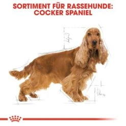 ROYAL CANIN Cocker Adult 12 Kg -Hundebedarf 93a5a430a150edce75a03736821b4a48f8c895f6 1061209 de DE rc 2