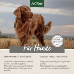 Aniforte Zecken Schild (35 Bis 50kg) Für Große Hunde 60 Kapseln 12 Aniforte Zecken Schild (35 Bis 50kg) Für Große Hunde 60 Kapseln -Hundebedarf 97cec187f568c6d54681cdd255c40c480b160e91 1444358 de DE ffd45c07e5d1db9ca6ca2f6cb8b8fd03b27d87f7vfb8Nc