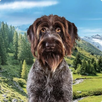 REAL NATURE Country Selection Adult 6x400g Mediterran Mit Büffel & Huhn 6 REAL NATURE Country Selection Adult 6x400g Mediterran Mit Büffel & Huhn – Bild 4