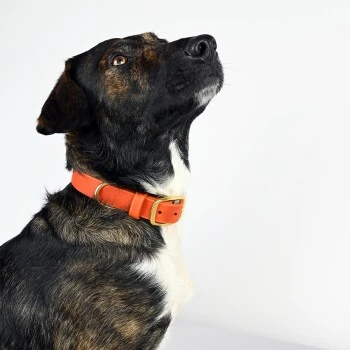 THE DOG IDEA Leder Halsband Orange M 7 THE DOG IDEA Leder Halsband Orange M – Bild 5