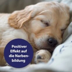 Canosept Wundgel Für Hunde 20 Ml 11 Canosept Wundgel Für Hunde 20 Ml -Hundebedarf a95c7b9a202022e201d08c9ee2dabfa070ece71d 1373080 de DE 250659 Canosept Wundgel Faltschachtel Tube DE 1600px 300dpi Contentbild01 2