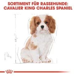 ROYAL CANIN Cavalier King Charles Puppy 1,5kg -Hundebedarf b61aedf9bd8d9f993d38a0d1f624b61ac5587ac8 37c744fbbc45bd93069752b44af4a2e5d6bff7a9