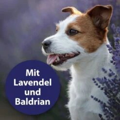 Canosept Beruhigungshalsband 9 Canosept Beruhigungshalsband -Hundebedarf b86b5f92ea7802d36b06b0d7cd3c93cc87741d4f 1265538 de DE 00de585460154788ef028c7082c84ed32881a867QwLvOz