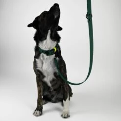 THE DOG IDEA Biothane Hundeleine Dunkelgrün -Hundebedarf c89b8e7b0970fe23476931915a658b9be6e8b8e8 1674192 de DE 0c1fcbe918e3ae6a5aa177080315be9e4fe07940uQibF1