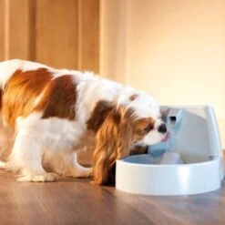 PetSafe Drinkwell Trinkbrunnen Original, 1,5 Liter -Hundebedarf cb67b5accb6fdd9ec3530e007fd4ef1689efc995 0a695b0c941d72c4fef9fa23bc6300c73cab799d