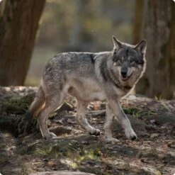 REAL NATURE WILDERNESS Junior True Country Huhn & Lachs 6x200 G -Hundebedarf d8df16d01d44eca47dceb4029baf88ff4ded8402 1248542 de DE Real Nature Wilderness Dog bild 2