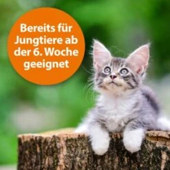 Ardap Zecken- Und Flohpuder 150g -Hundebedarf dbdf009c8d0233872761402d57b066832841a21c 1341059 de DE 346ada57fd64265cd7e33fec00853a93b033d4599B7b3A