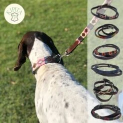 Kipita Polo Hundeleine Rainbow 11 Kipita Polo Hundeleine Rainbow -Hundebedarf dd517b022dd39d436c7ddc7690b97a5c4f7e57ec 1410959 de DE a7397b328ffff38505bae2e7c9f087e08f5de0f5sS4rT4