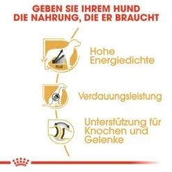 ROYAL CANIN Deutsche Dogge Adult 12 Kg 12 ROYAL CANIN Deutsche Dogge Adult 12 Kg -Hundebedarf e66cc50f8c9810d3f05910b84e01f00d40e02062 777f88e89a2eb82b19ad2ec41c6df61b584e553e