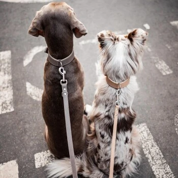 Freudentier Führleine Aus Leder Braun/ Grau 2 Cm 9 Freudentier Führleine Aus Leder Braun/ Grau 2 Cm – Bild 8