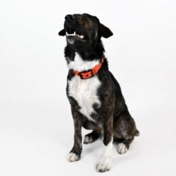 THE DOG IDEA Biothane Halsband Orange Neon Orange M -Hundebedarf f82b95fe0914ba7fb90b5448ed566b6774598b24 1481072 de DE 295a951c20e19ba138952292557598f594888b49wu0leh