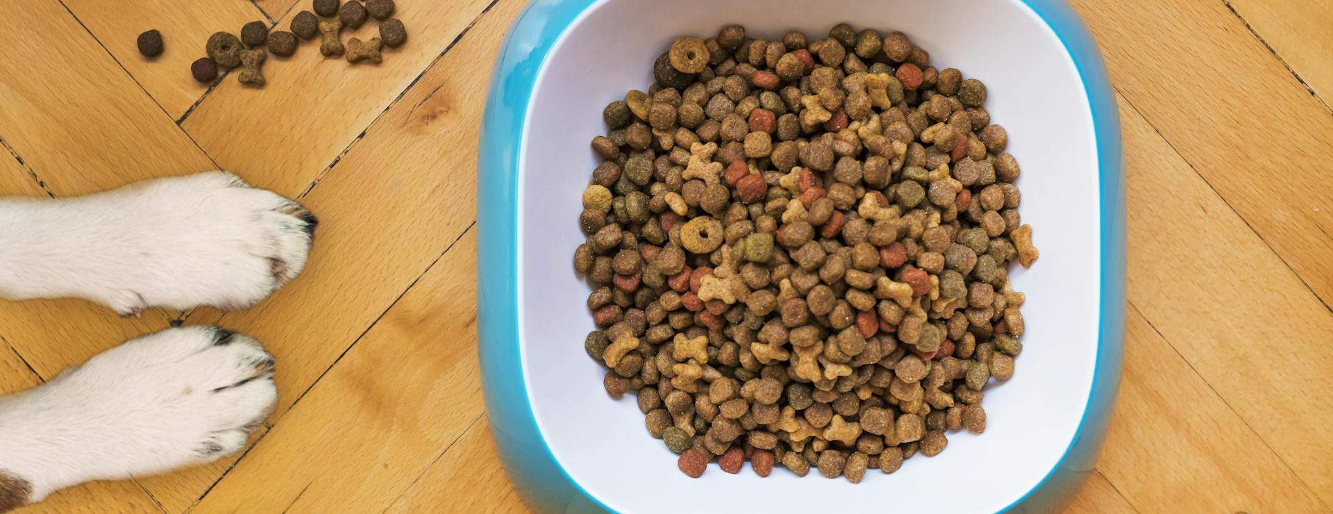 Titelseite 4 Titelseite -Hundebedarf pexels mathew coulton 2358287 4432260